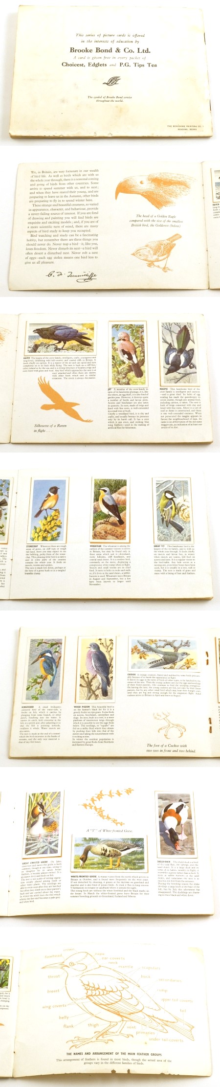 Brooke Bond - Bird Portraits