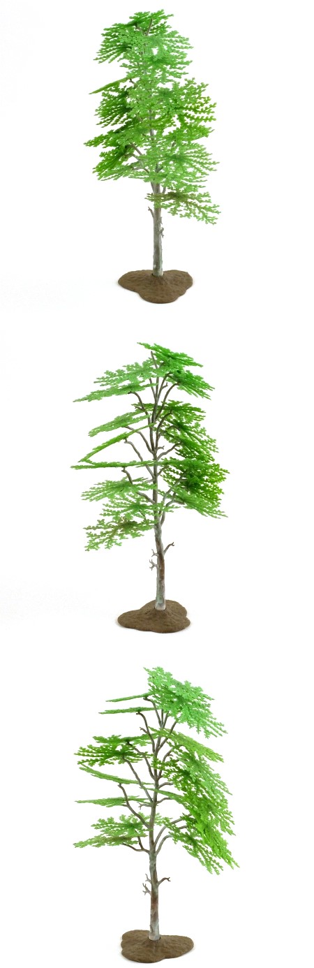 1806 Silver Birch Tree