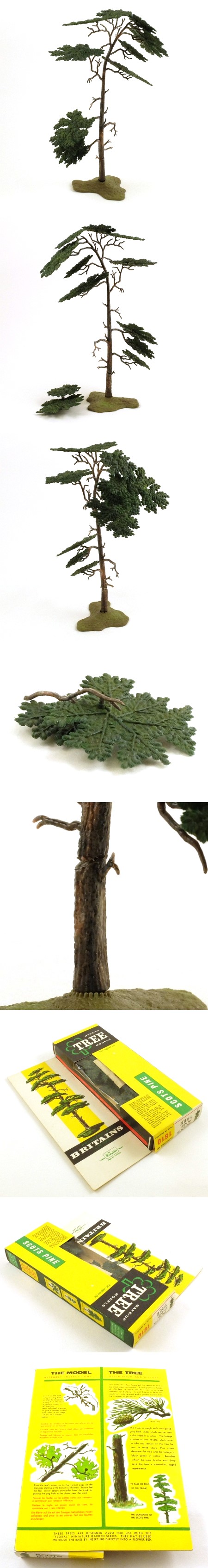 1810 Scots Pine Tree