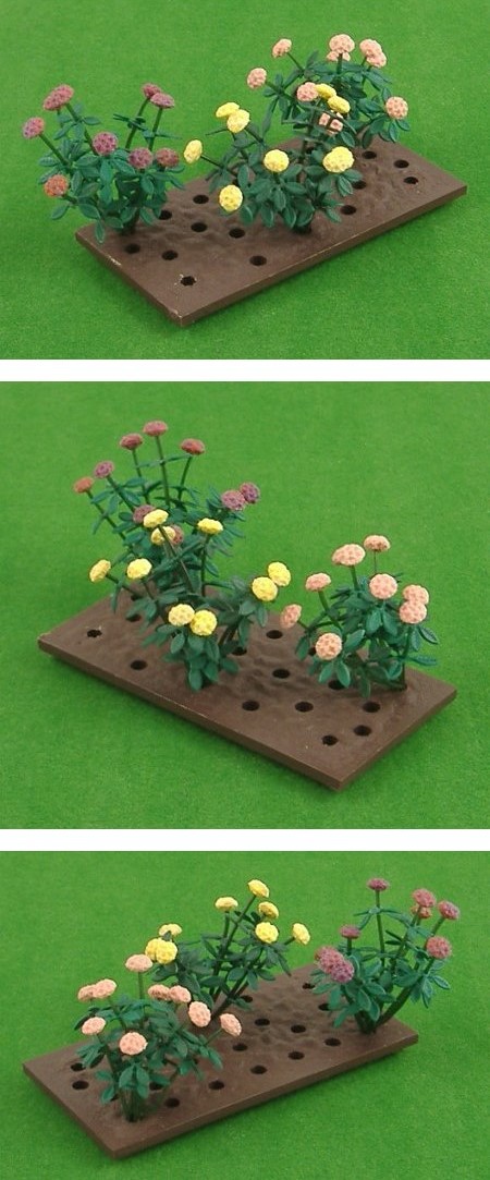 2543 Rhododendron Bushes x 3