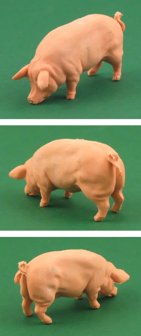 2181 Large White Boar, feeding