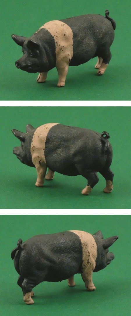 2172 Saddleback Sow, standing